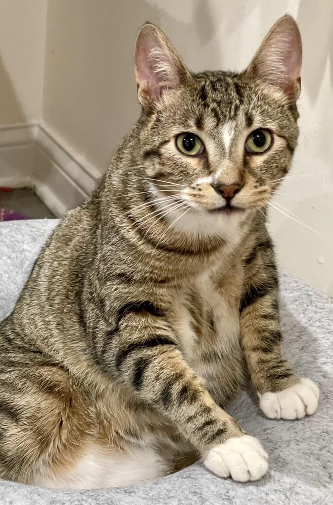 Enlarge Horsie, a Adoptable Domestic Short Hair in Chicago, IL image 2/5