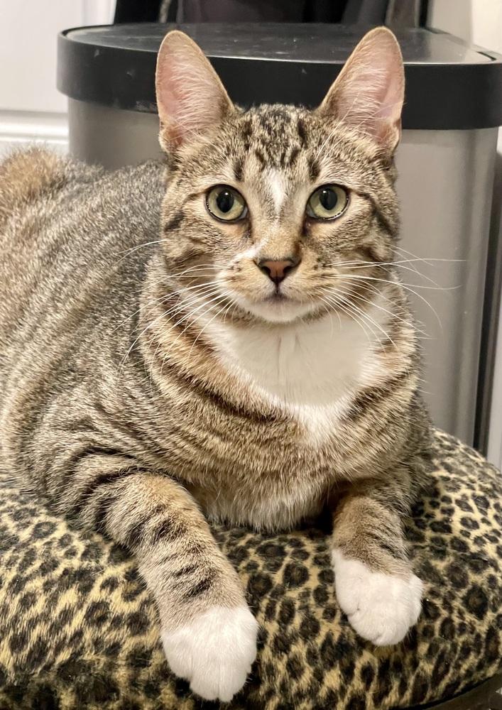 Enlarge Horsie, a Adoptable Domestic Short Hair in Chicago, IL image 3/5