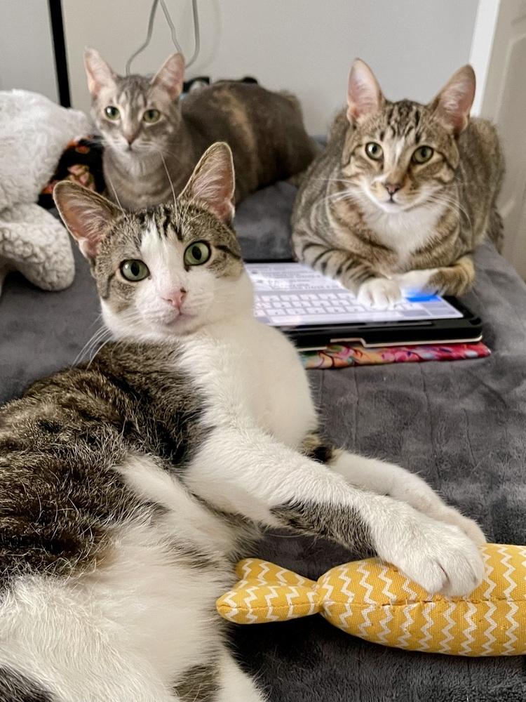 Enlarge Horsie, a Adoptable Domestic Short Hair in Chicago, IL image 4/5