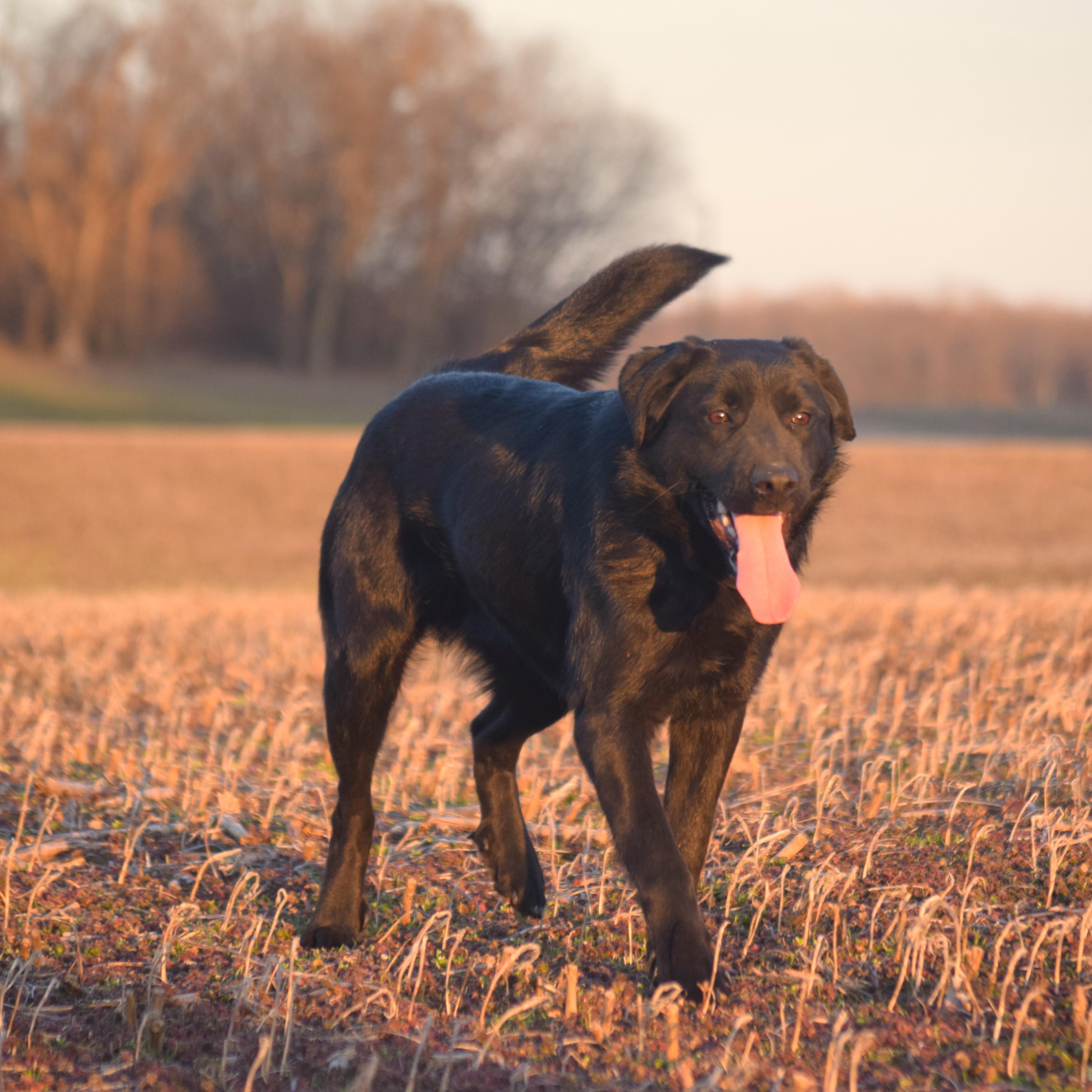 Hunter-100% Perfection, Young Male unknown