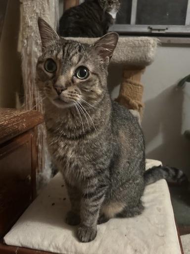 Lily, a Adoptable Tabby in Maryville, TN image 2/2