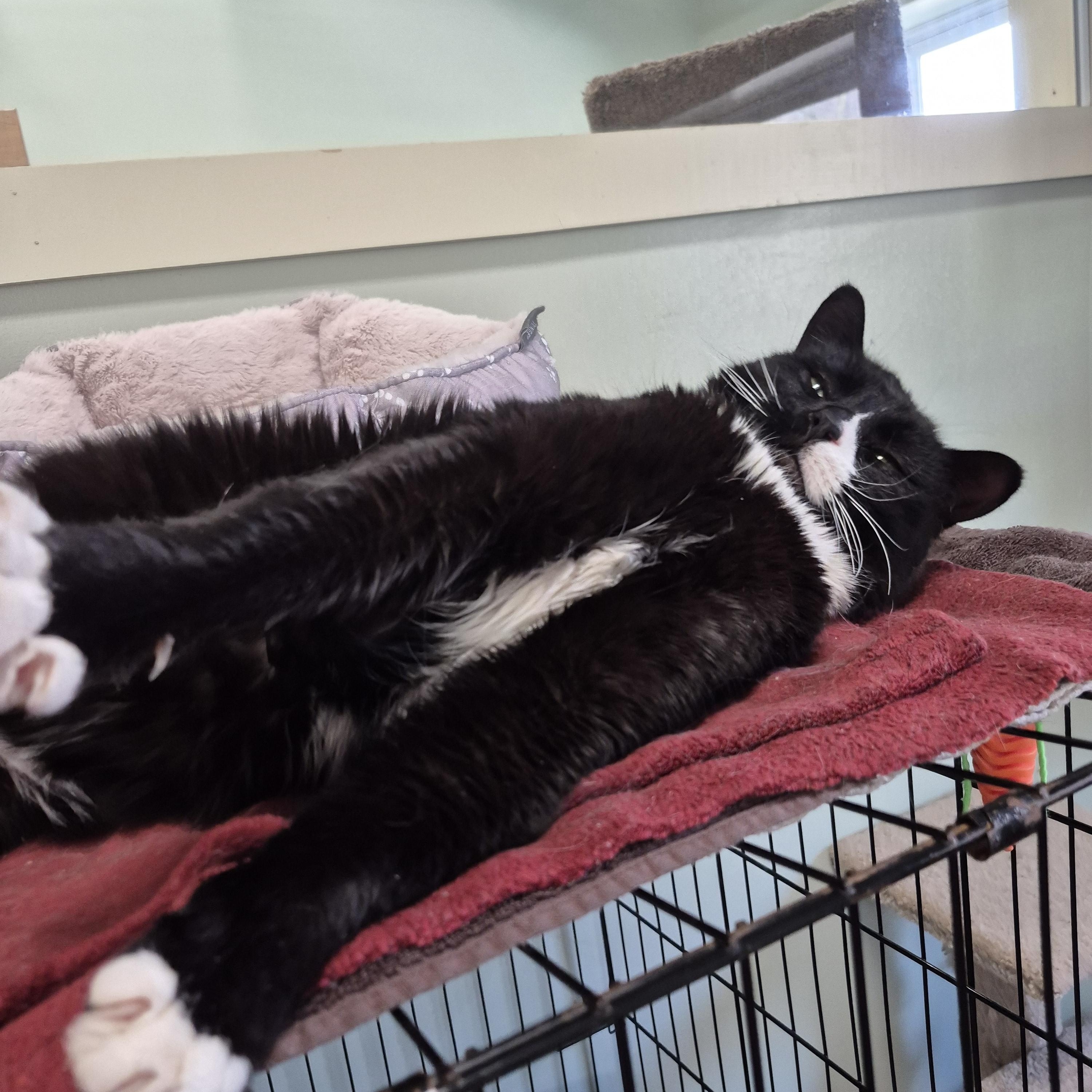 Enlarge Pedro Purrscal, a ADOPTABLE Domestic Short Hair in Tioga, PA image 5/5