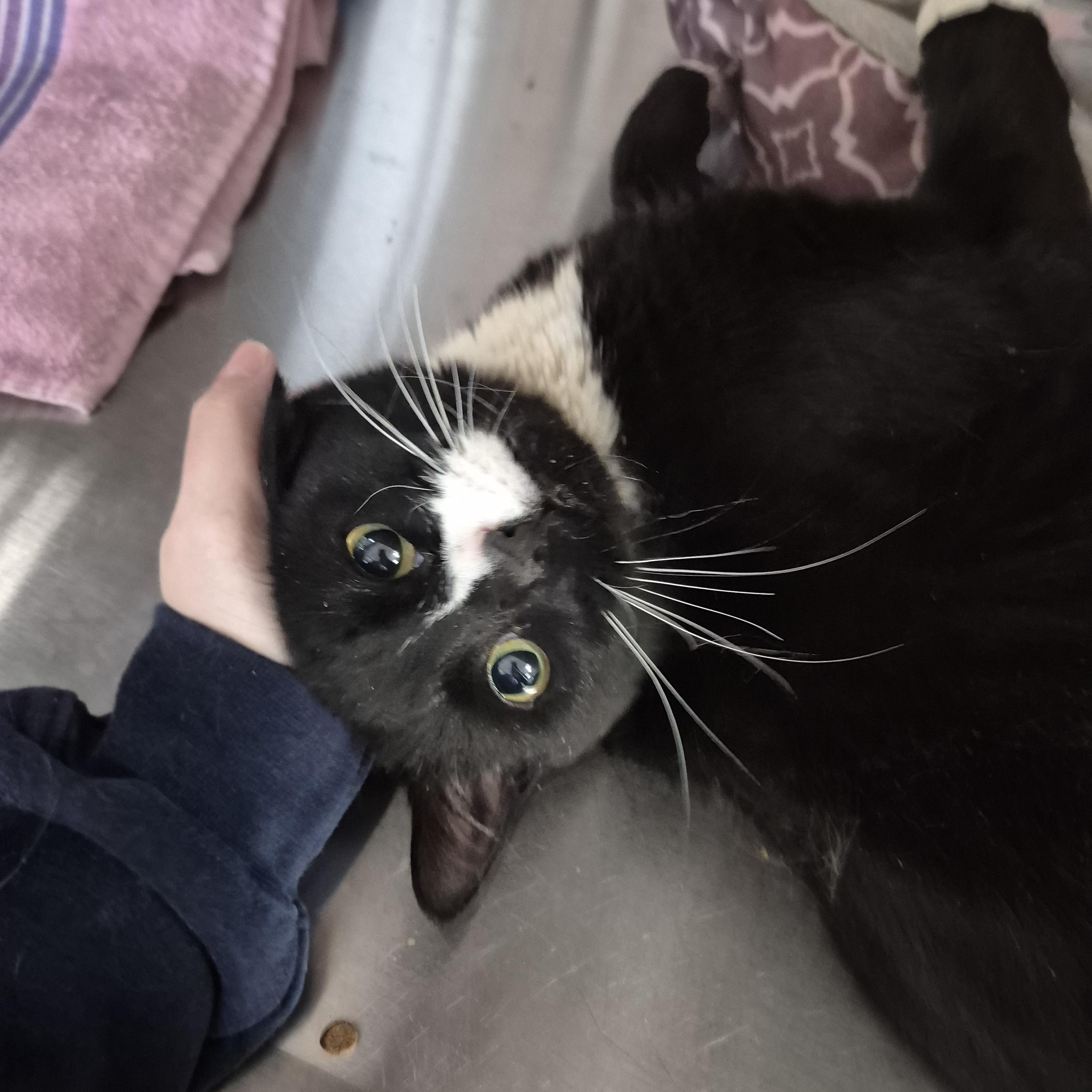 Enlarge Pedro Purrscal, a ADOPTABLE Domestic Short Hair in Tioga, PA image 4/5