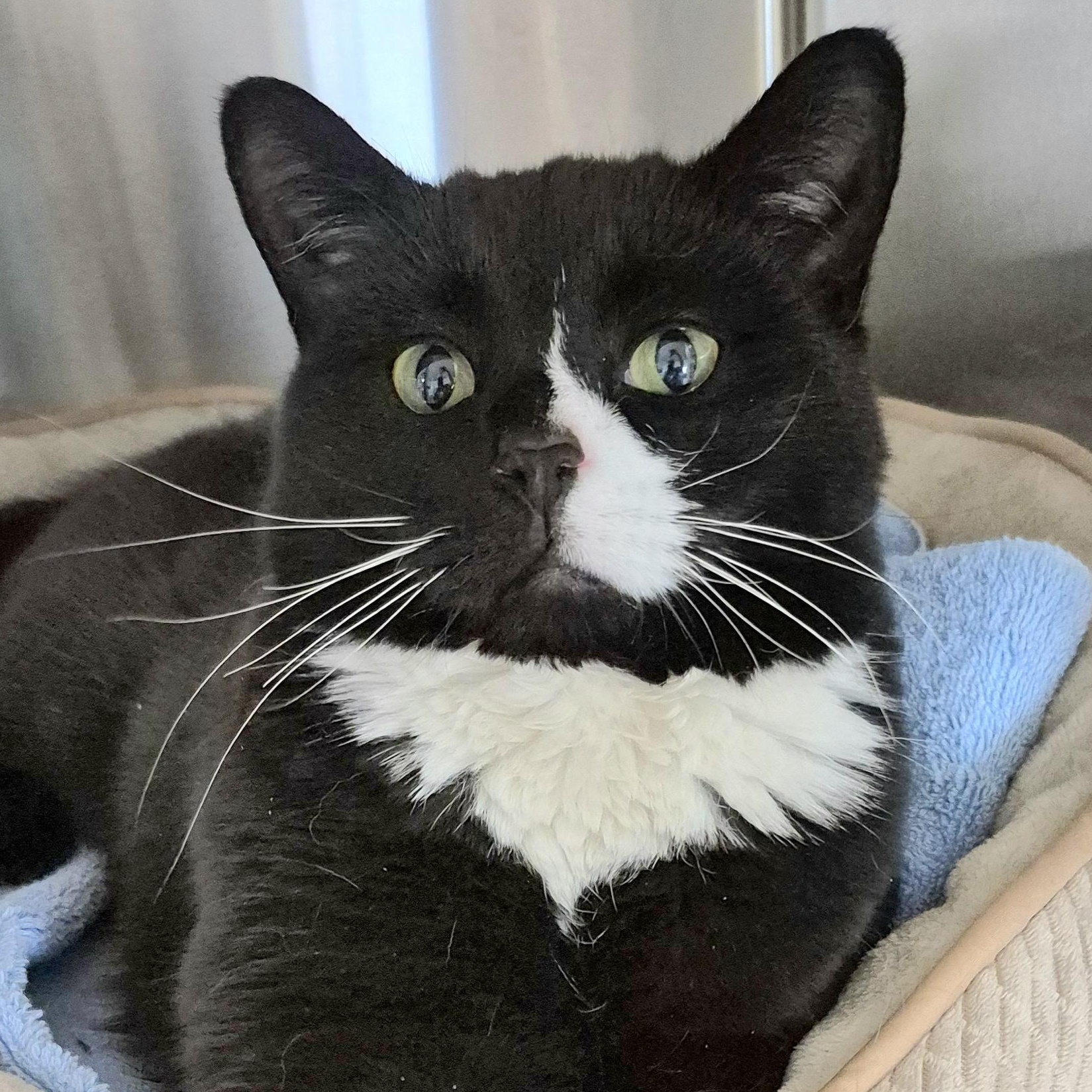 Enlarge Pedro Purrscal, a ADOPTABLE Domestic Short Hair in Tioga, PA image 2/5