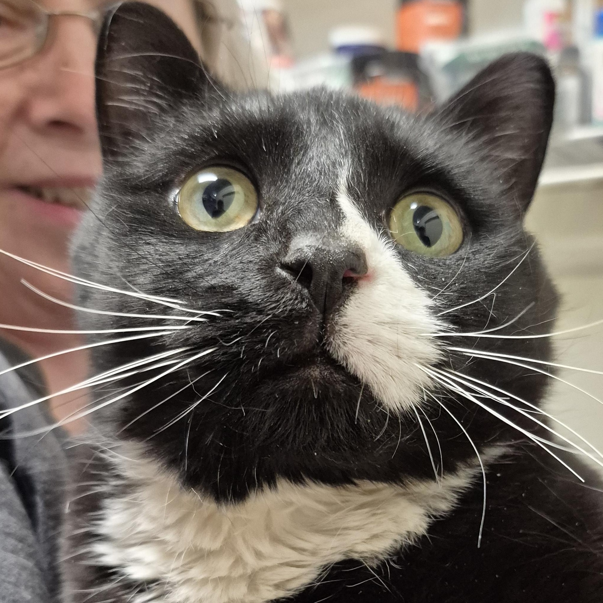 Enlarge Pedro Purrscal, a ADOPTABLE Domestic Short Hair in Tioga, PA image 3/5