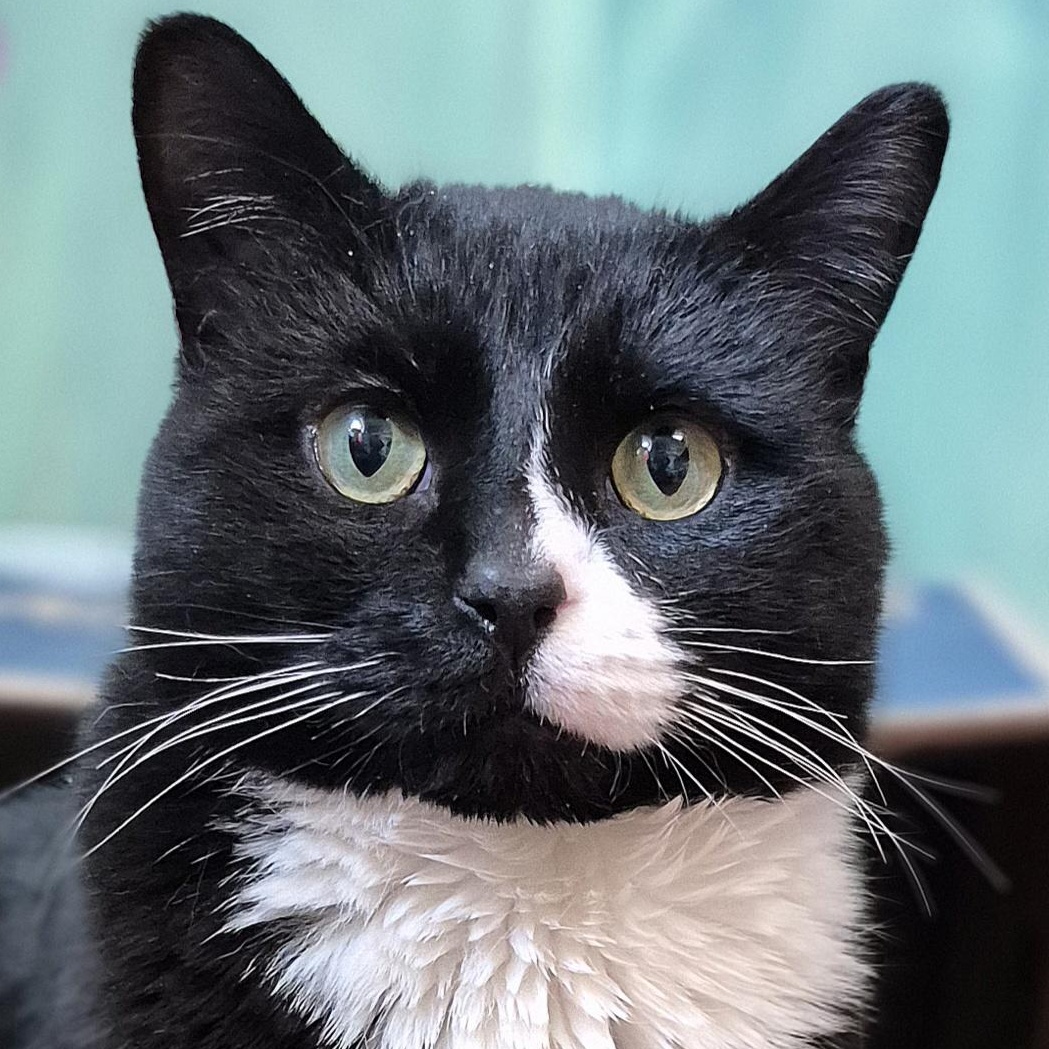 Enlarge Pedro Purrscal, a ADOPTABLE Domestic Short Hair in Tioga, PA image 1/5