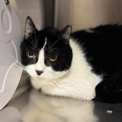 Oreo, ADOPTABLE, Young Male Domestic Short Hair.