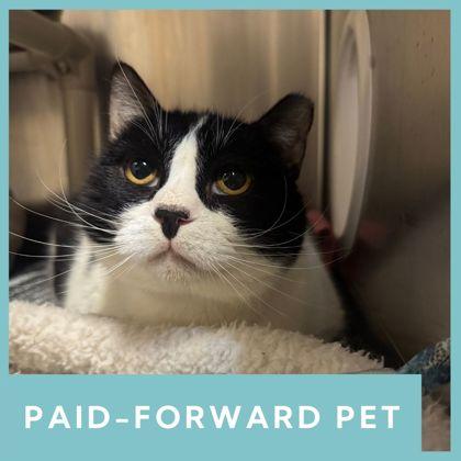 Enlarge Oreo, a ADOPTABLE Domestic Short Hair in Missoula, MT image 1/1