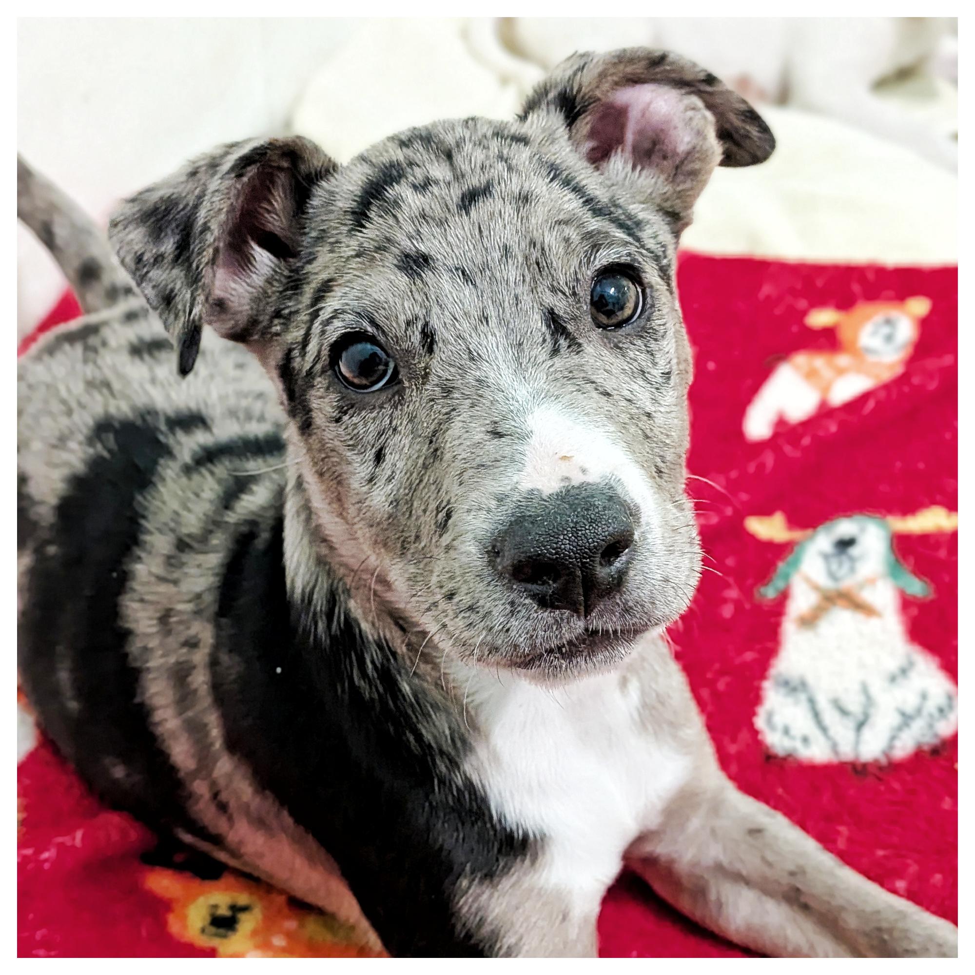 Enlarge Buddy, an adopted mixed breed in Eustis, FL image 1/2