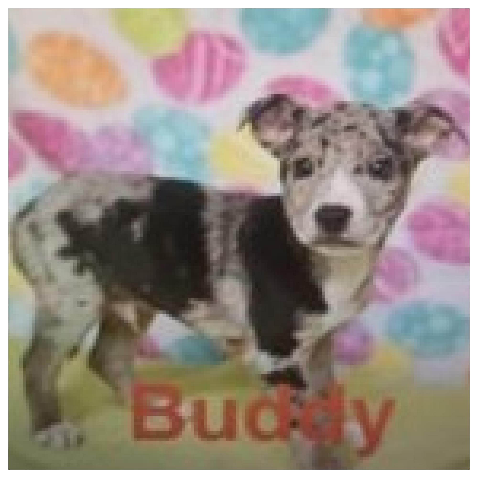 Enlarge Buddy, an adopted mixed breed in Eustis, FL image 2/2