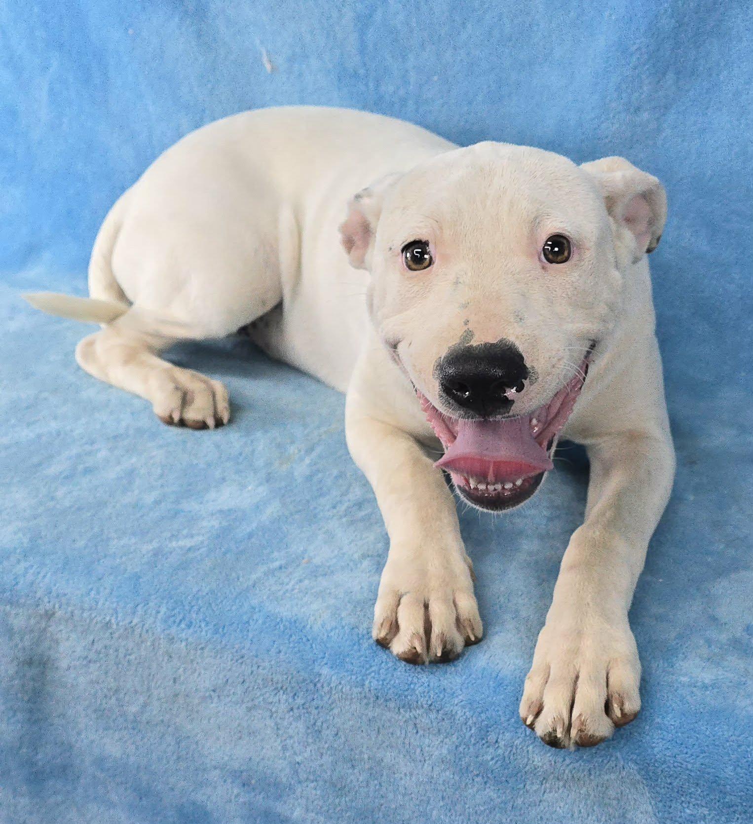 Sophies Choice, a ADOPTABLE mixed breed in Newport, TN image 4/6
