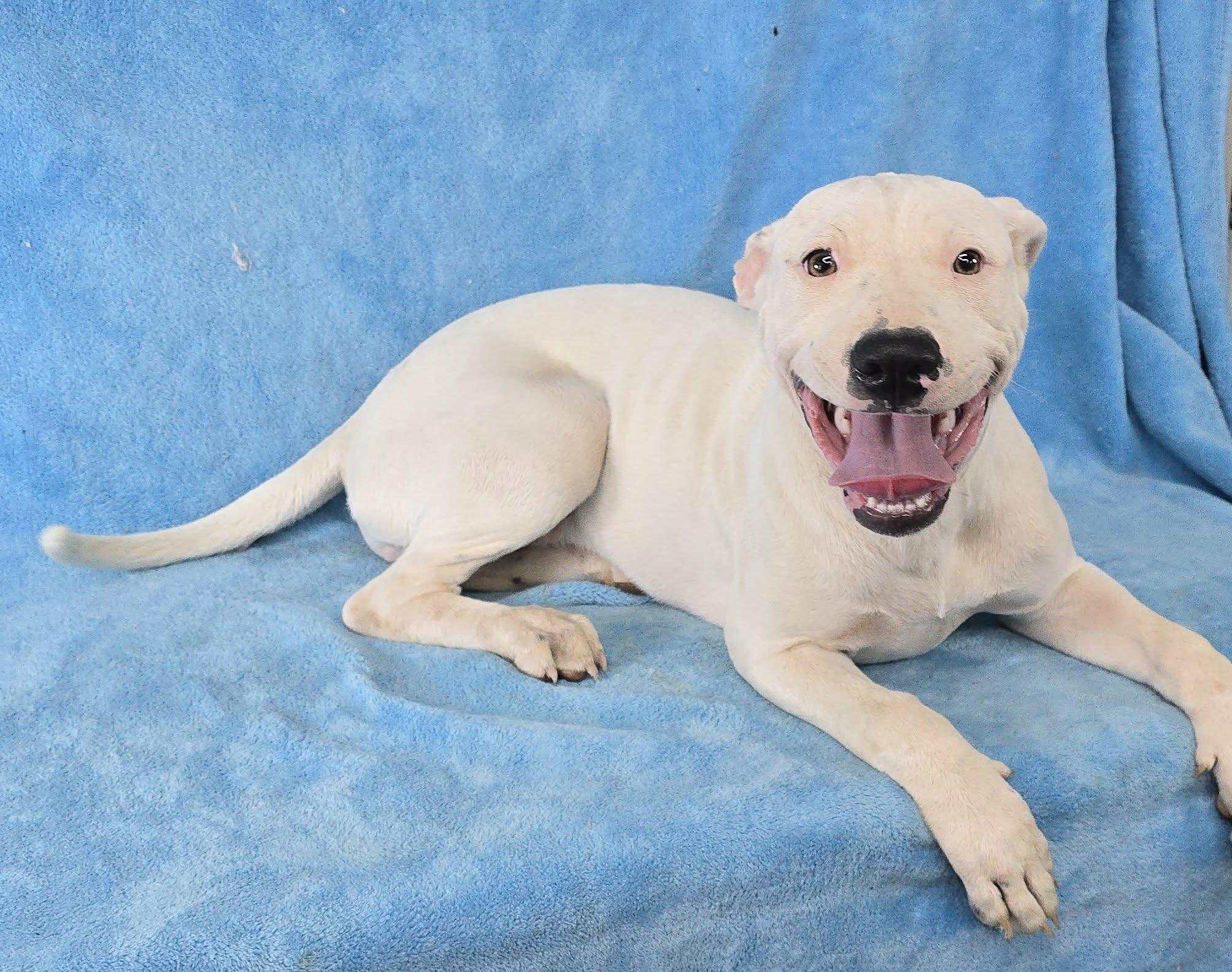 Sophies Choice, a ADOPTABLE mixed breed in Newport, TN image 3/6