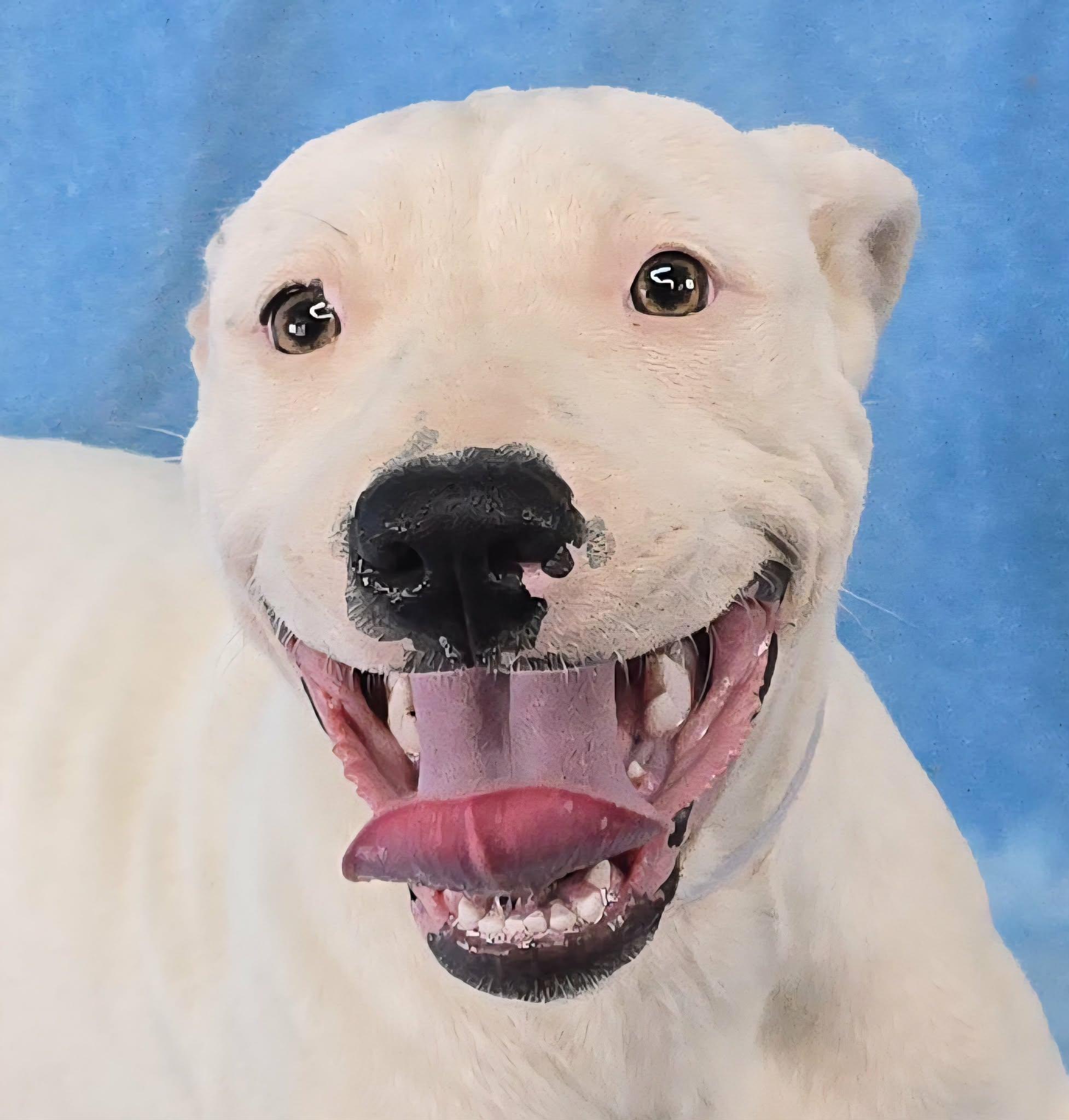 Sophies Choice, ADOPTABLE, Puppy Female Pit Bull Terrier.