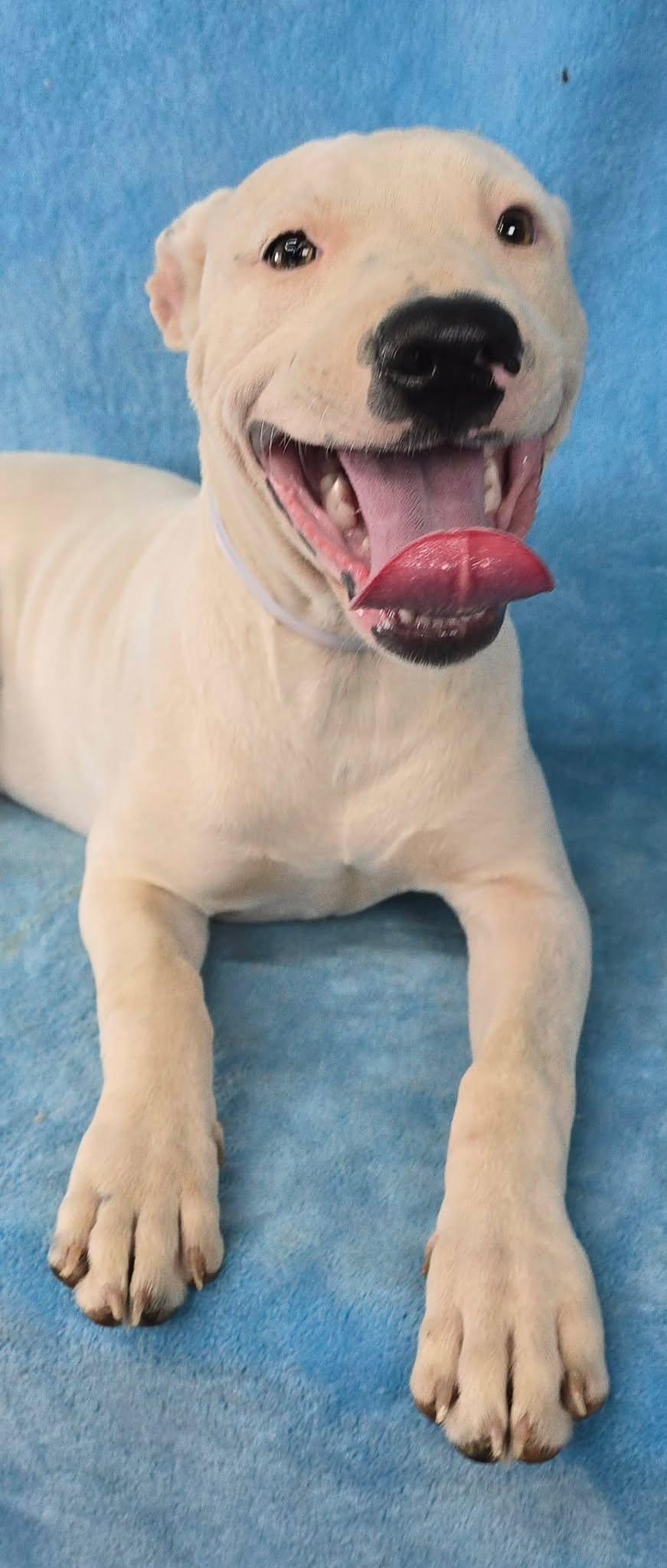 Sophies Choice, a ADOPTABLE mixed breed in Newport, TN image 5/6