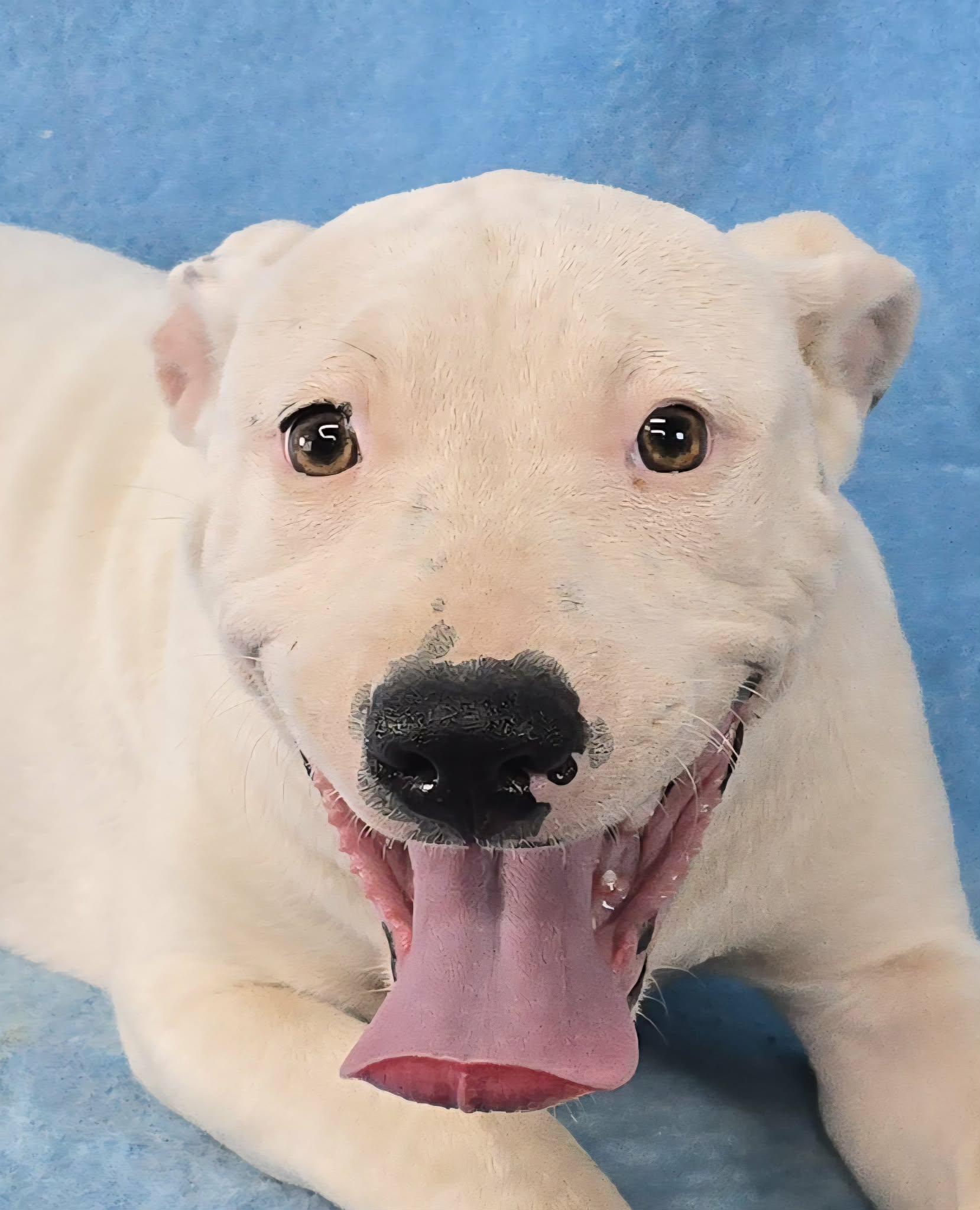 Sophies Choice, a ADOPTABLE mixed breed in Newport, TN image 2/6