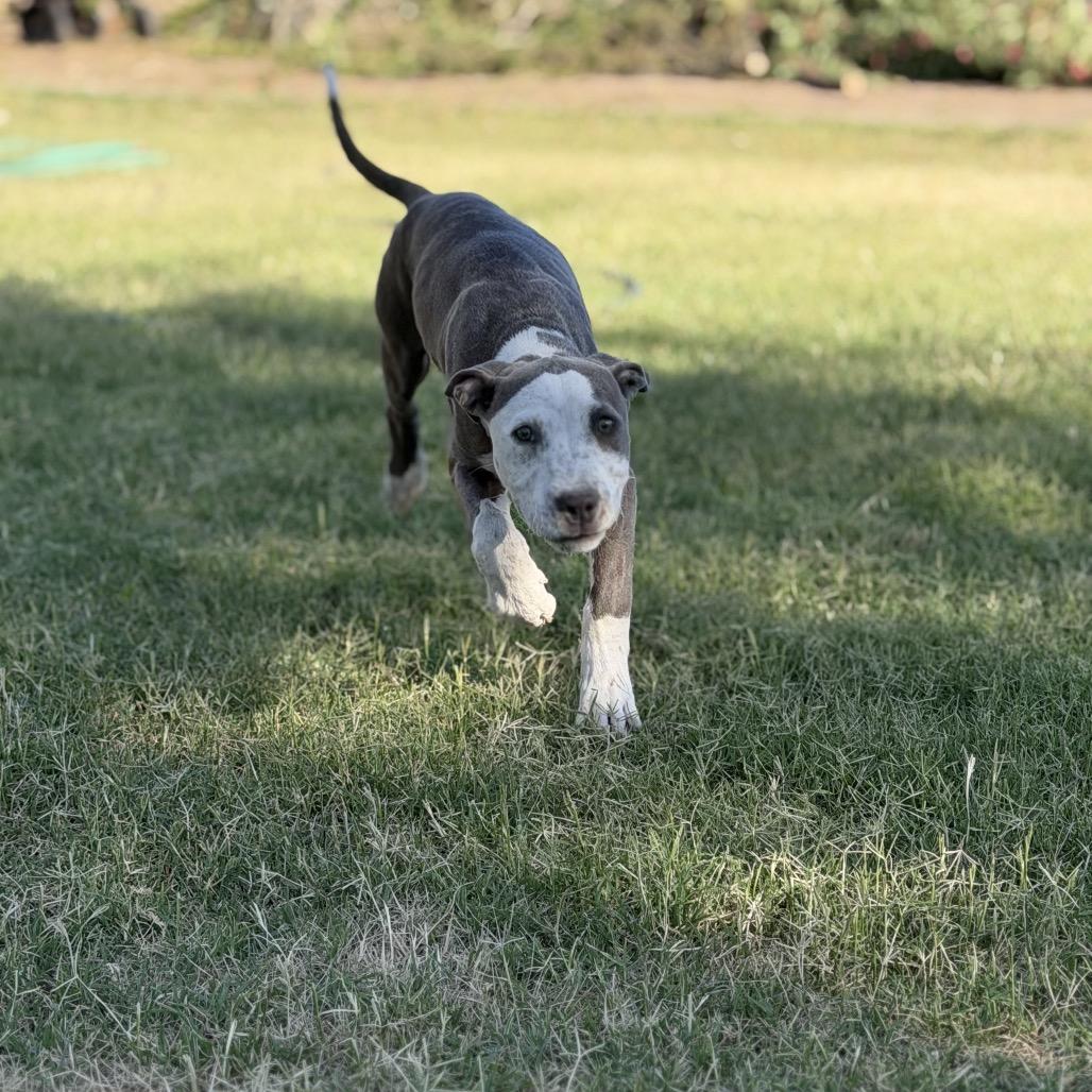 Enlarge Ruby, a Adoptable Pit Bull Terrier in Sacramento, CA image 1/6