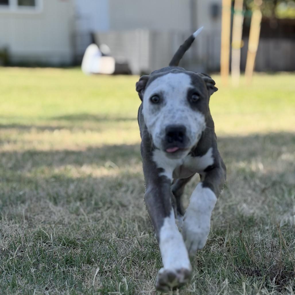 Enlarge Ruby, a Adoptable Pit Bull Terrier in Sacramento, CA image 2/6