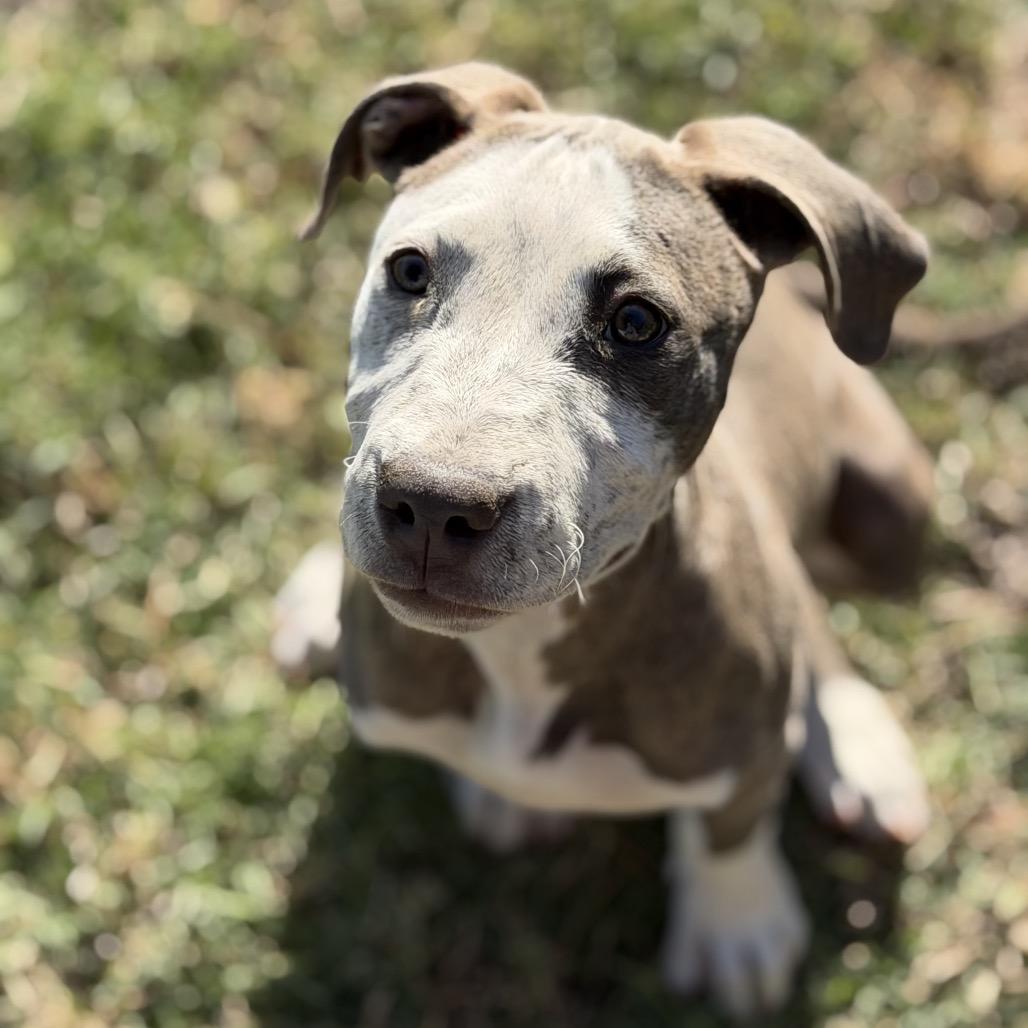 Enlarge Ruby, a Adoptable Pit Bull Terrier in Sacramento, CA image 3/6