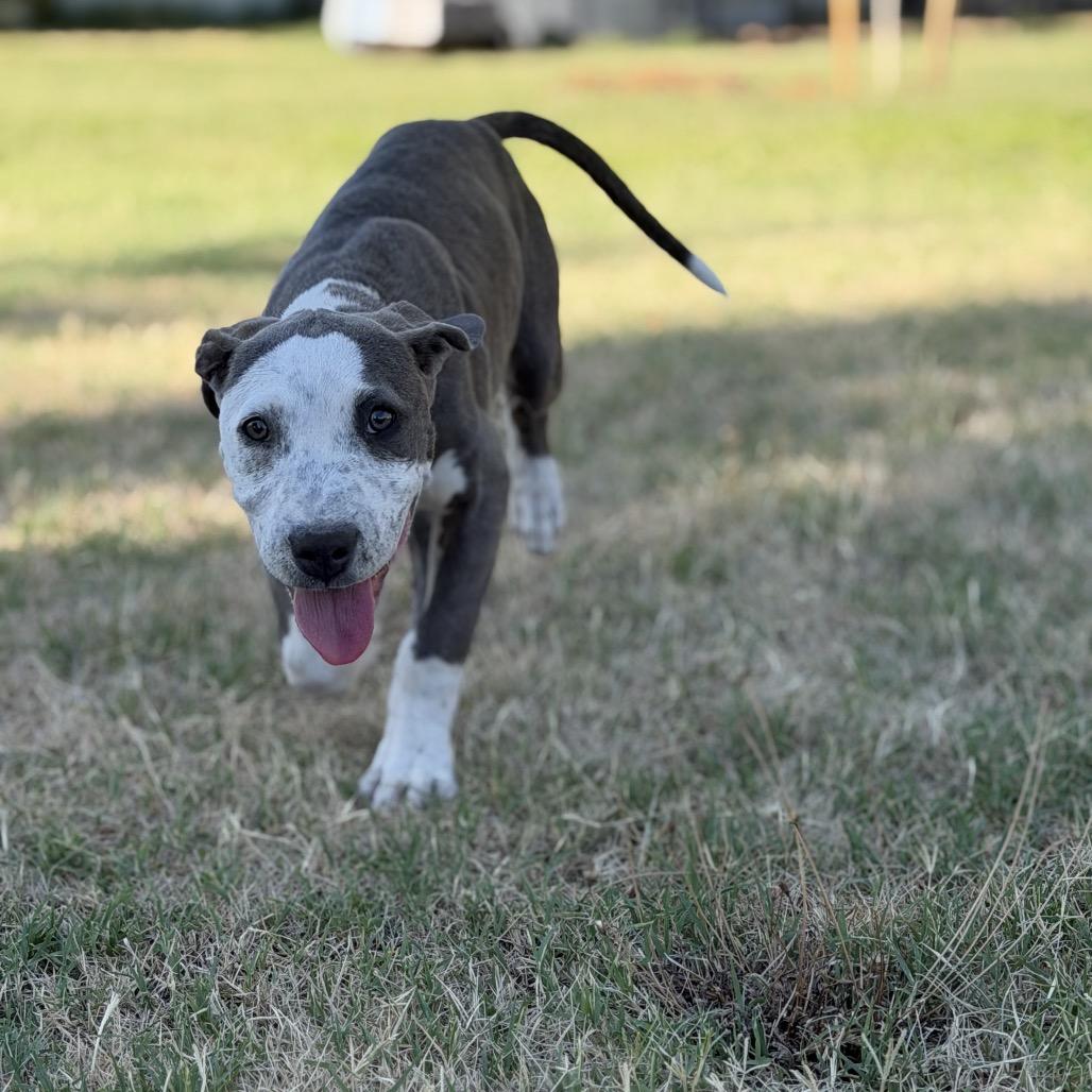 Enlarge Ruby, a Adoptable Pit Bull Terrier in Sacramento, CA image 4/6