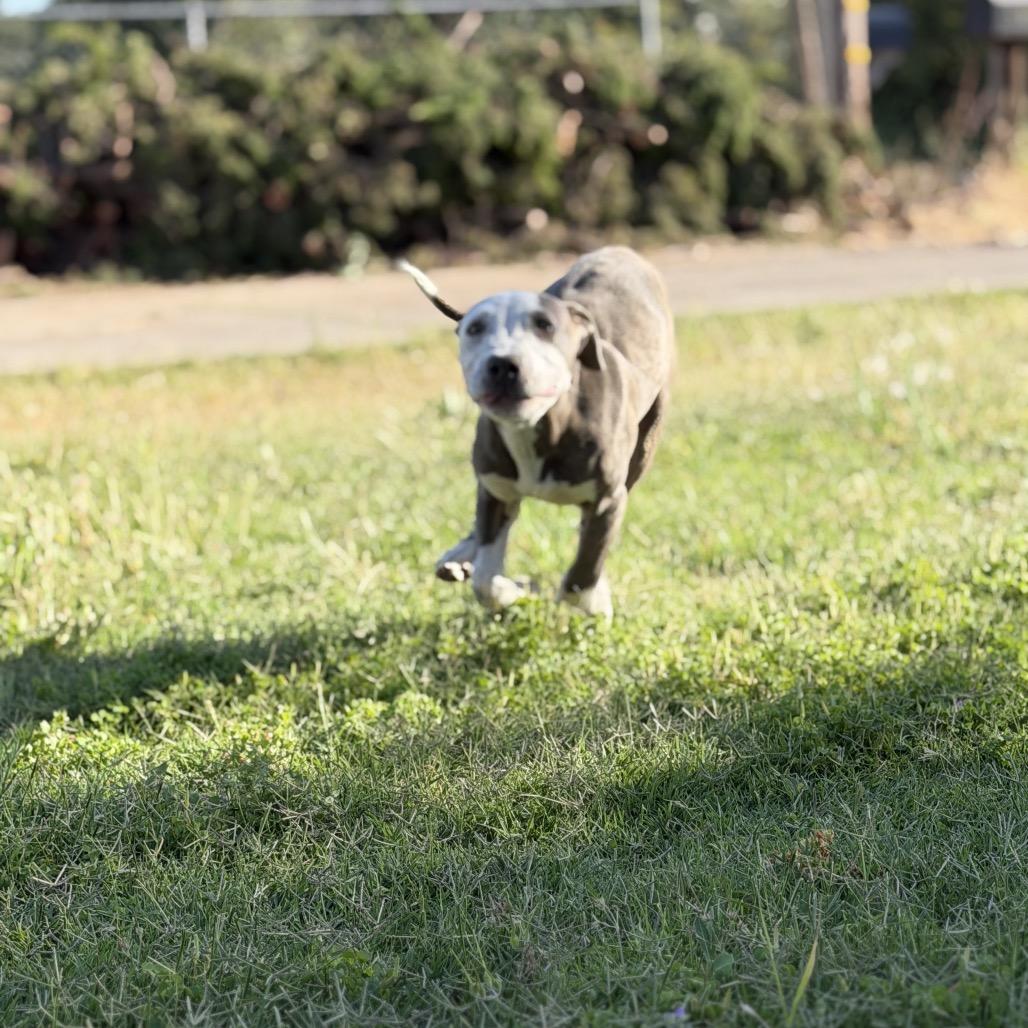Enlarge Ruby, a Adoptable Pit Bull Terrier in Sacramento, CA image 5/6