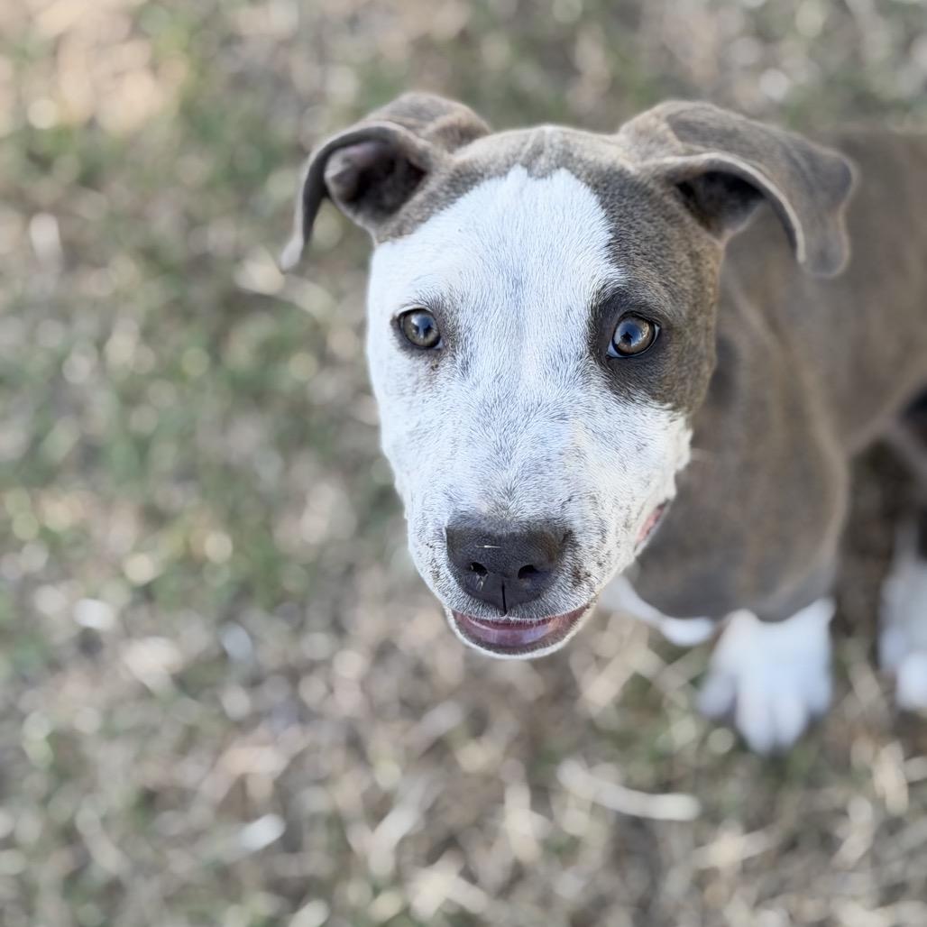 Enlarge Ruby, a Adoptable Pit Bull Terrier in Sacramento, CA image 6/6