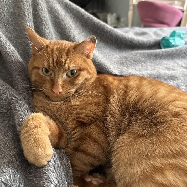 Kobe — A Very Special Boy Looking for a Very Special Home, a ADOPTABLE Domestic Short Hair in Chaska, MN image 3/6