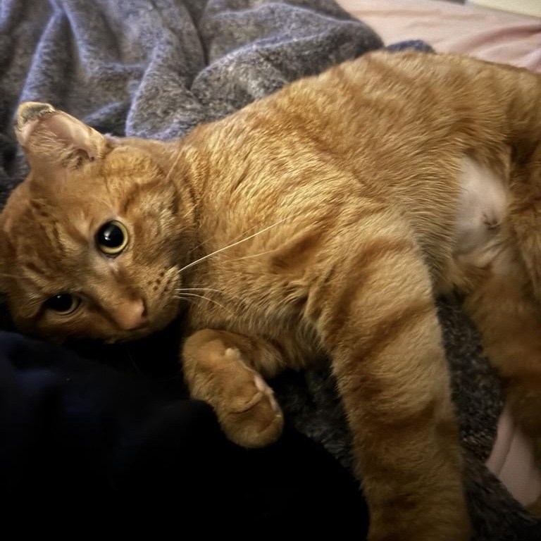 Kobe — A Very Special Boy Looking for a Very Special Home, a ADOPTABLE Domestic Short Hair in Chaska, MN image 4/6