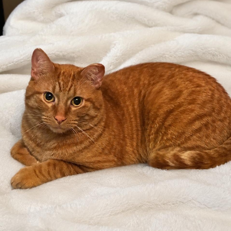 Kobe — A Very Special Boy Looking for a Very Special Home, a ADOPTABLE Domestic Short Hair in Chaska, MN image 1/6