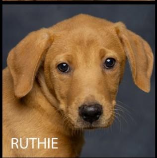 Enlarge Ruthie (Gypsy & the Parsonage Pups), a Adoptable Mixed Breed in Cullman, AL image 1/2