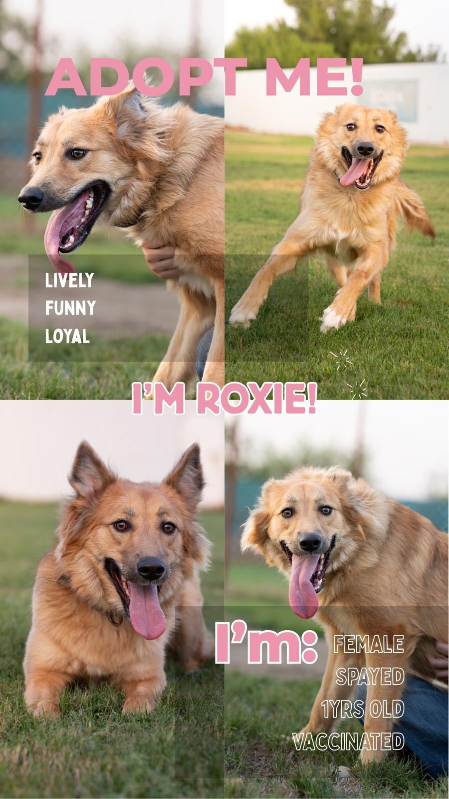 Enlarge Roxie, a Adoptable mixed breed in New York, NY image 5/5