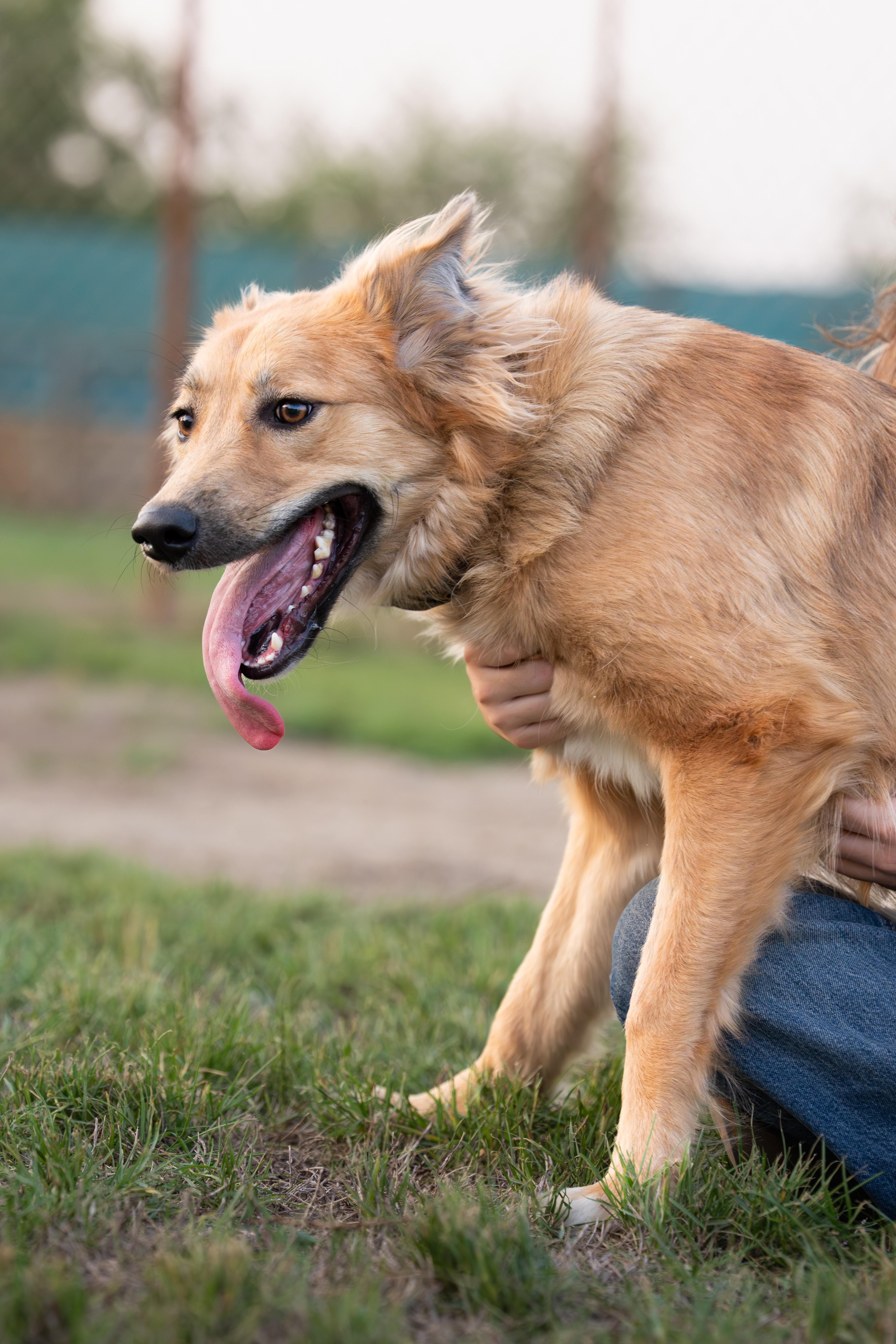 Enlarge Roxie, a Adoptable mixed breed in New York, NY image 4/5