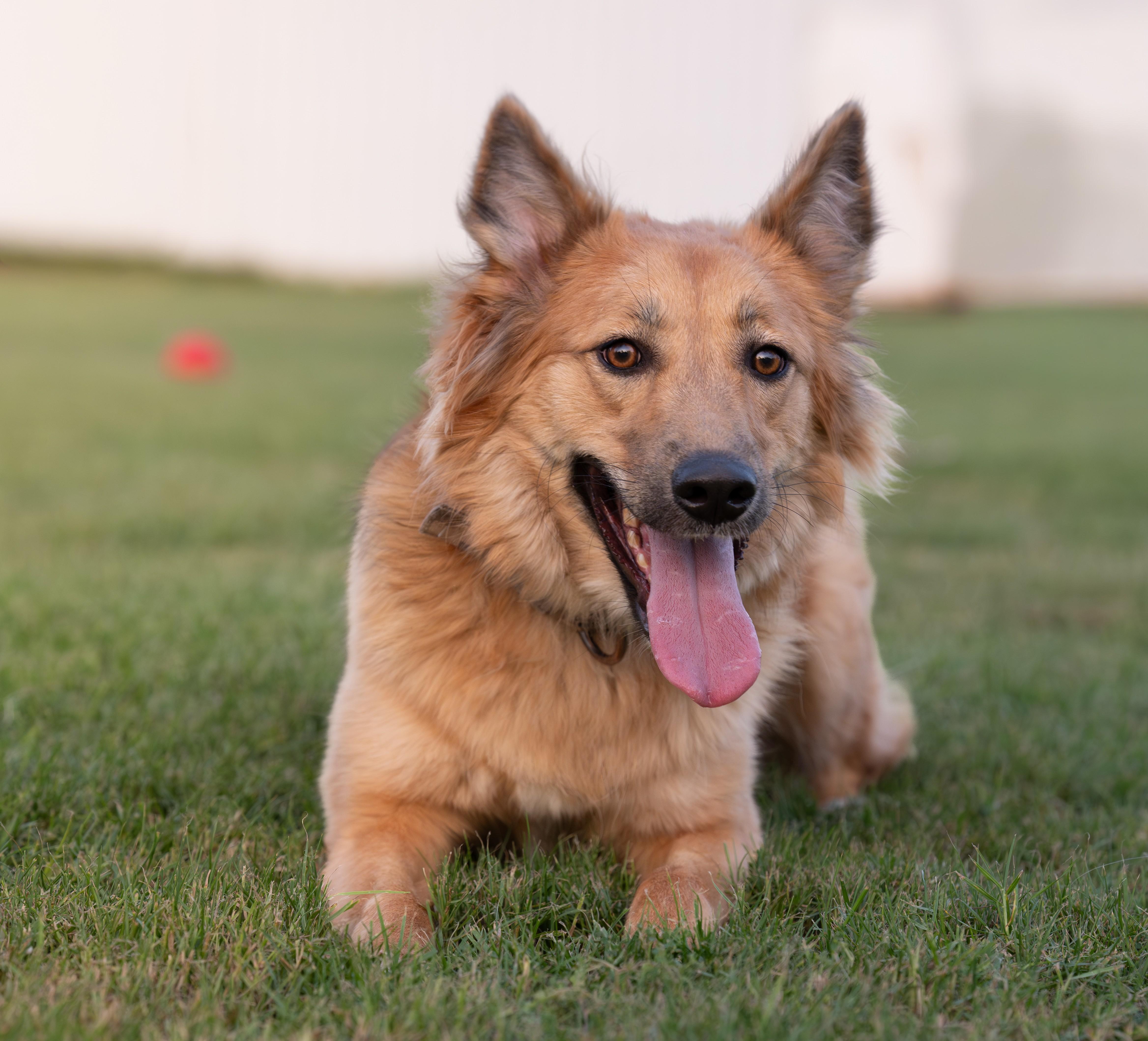 Enlarge Roxie, a Adoptable mixed breed in New York, NY image 2/5