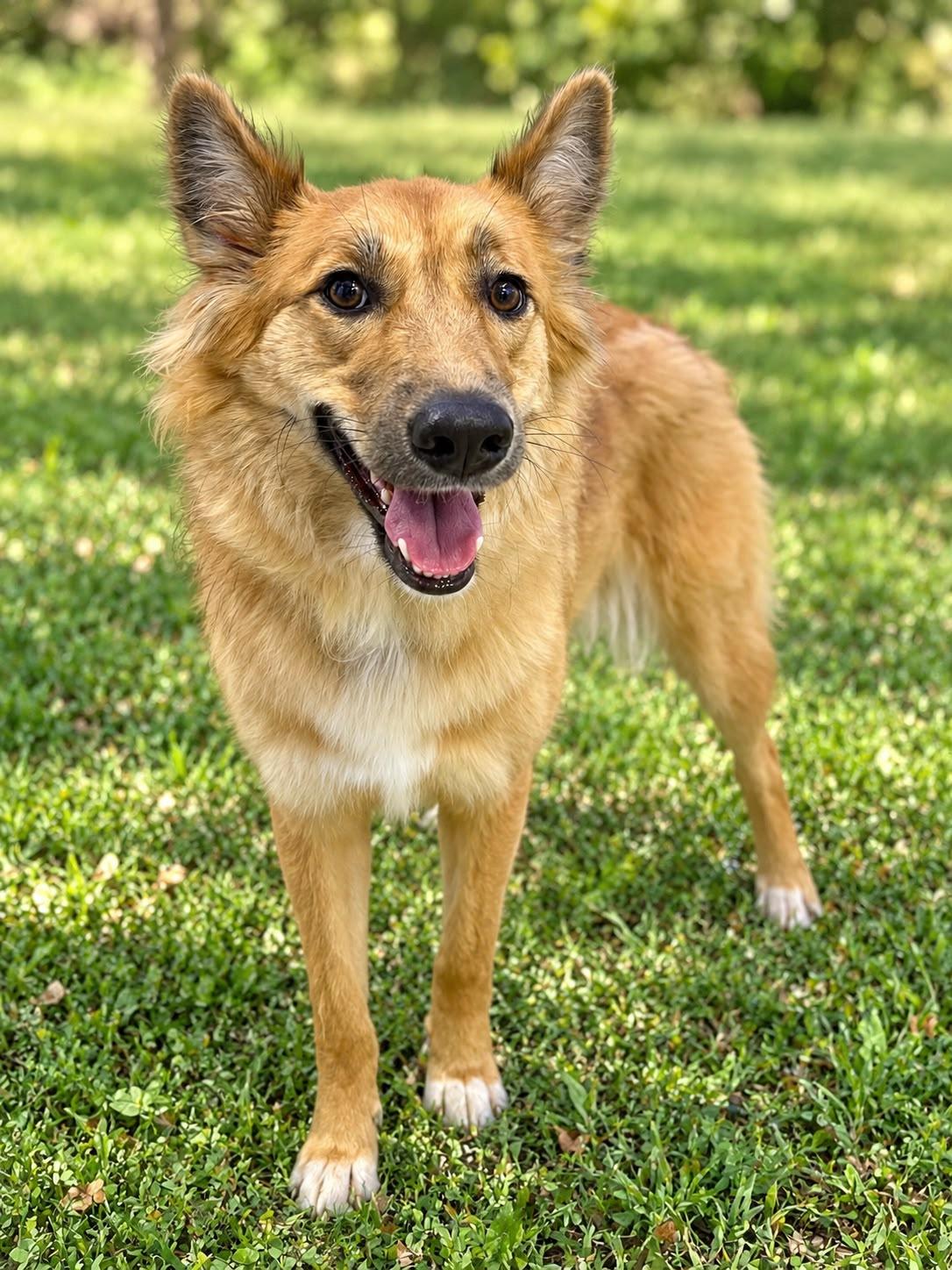 Enlarge Roxie, a Adoptable mixed breed in New York, NY image 3/5