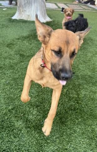 Lulu, Adoptable, Young Female Shepherd.