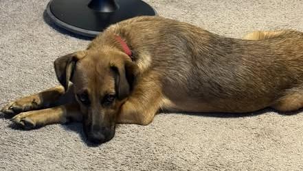 Enlarge Lulu, a Adoptable Shepherd in Chino valley, AZ image 2/3