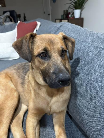 Enlarge Lulu, a Adoptable Shepherd in Chino valley, AZ image 3/3