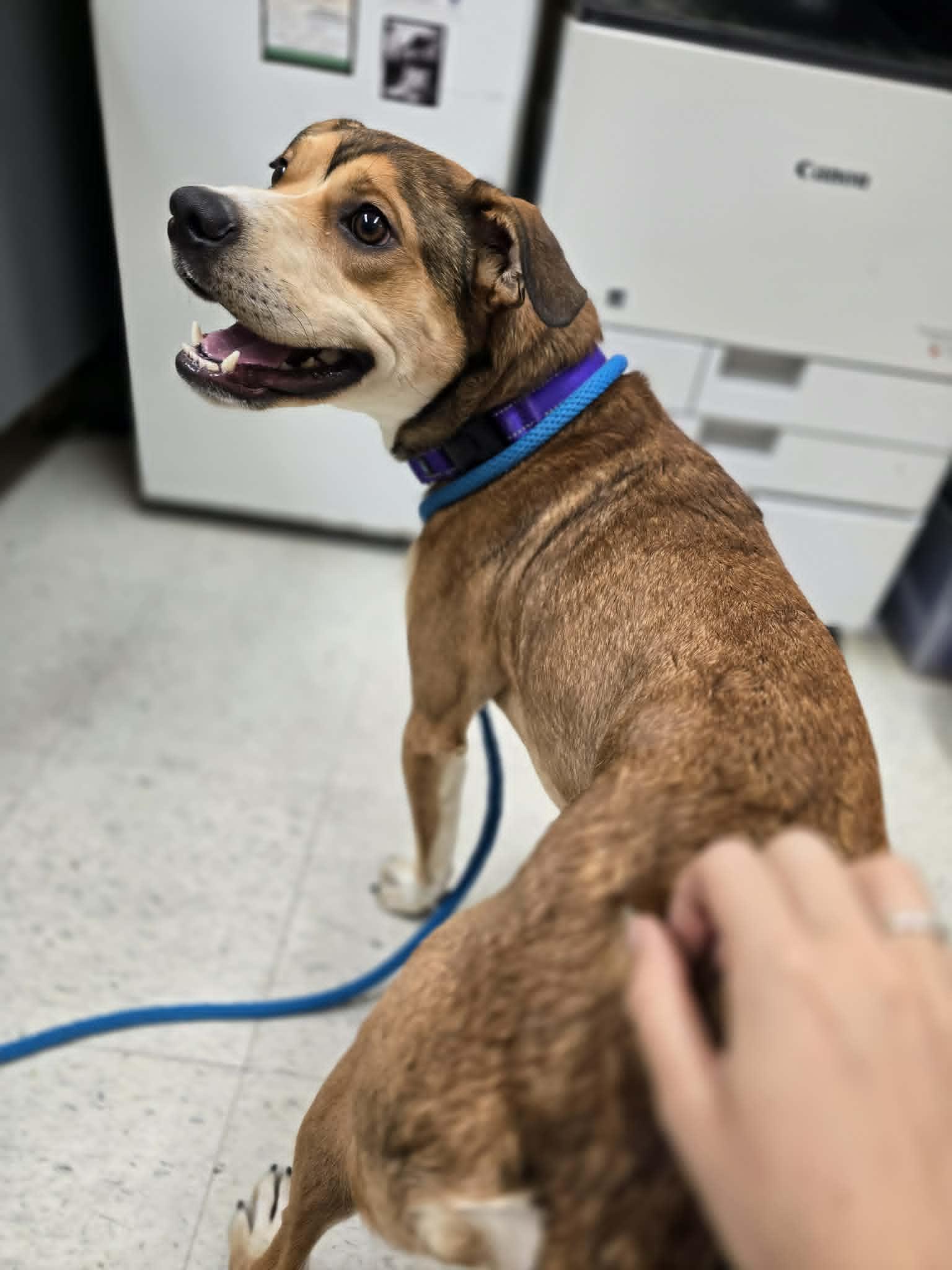 Petey, an adopted mixed breed in Grants Pass, OR image 3/3