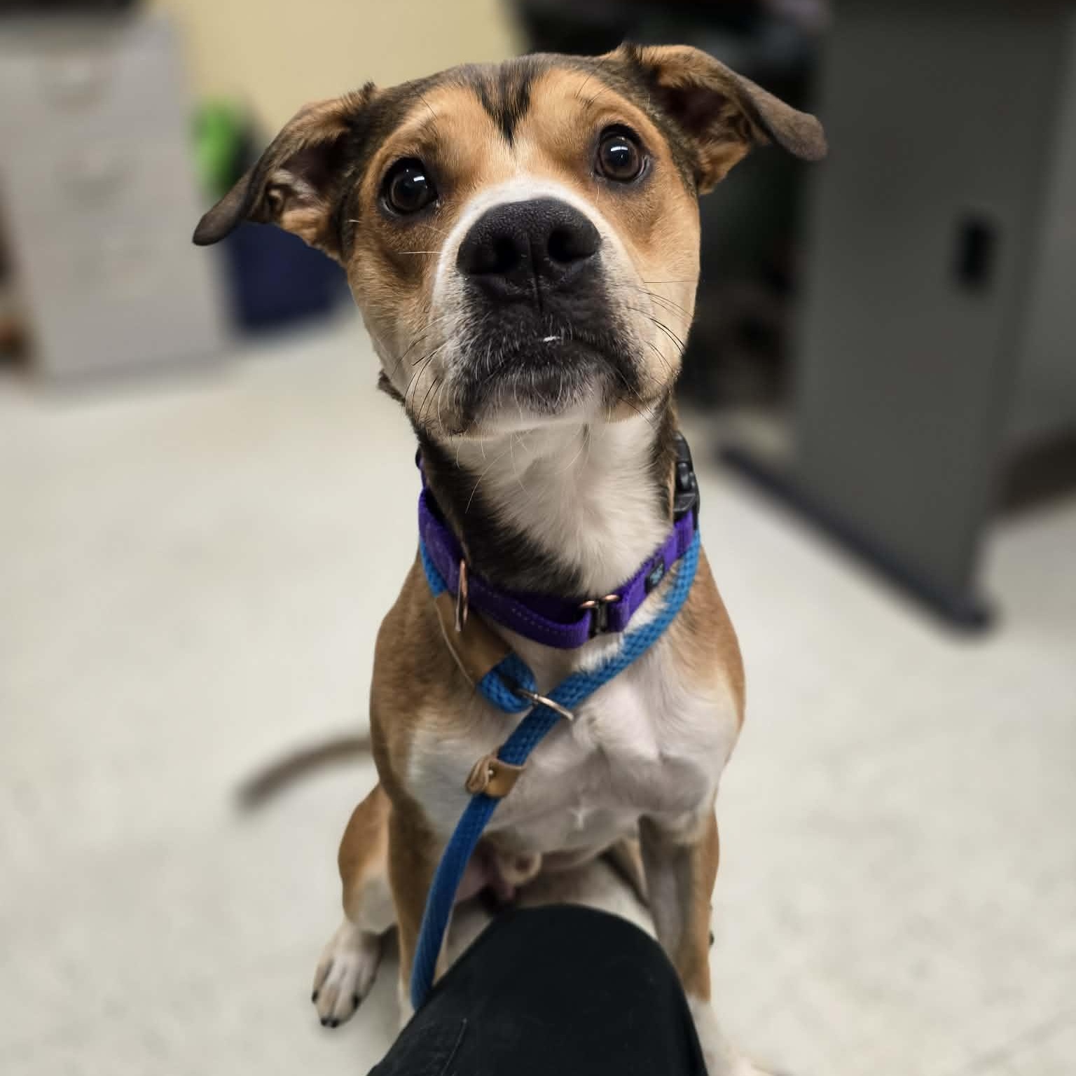 Petey, an adopted mixed breed in Grants Pass, OR image 2/3