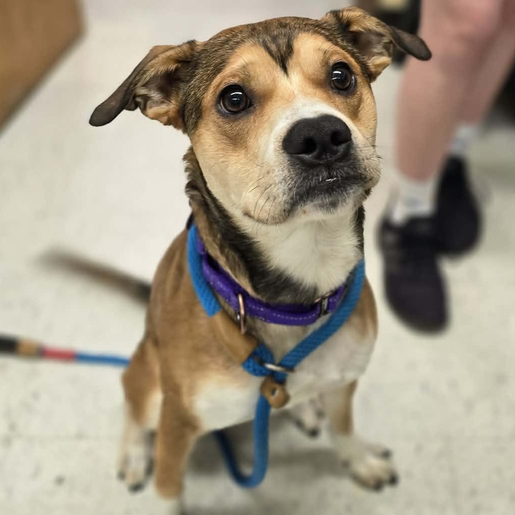Petey, an adopted mixed breed in Grants Pass, OR image 1/3