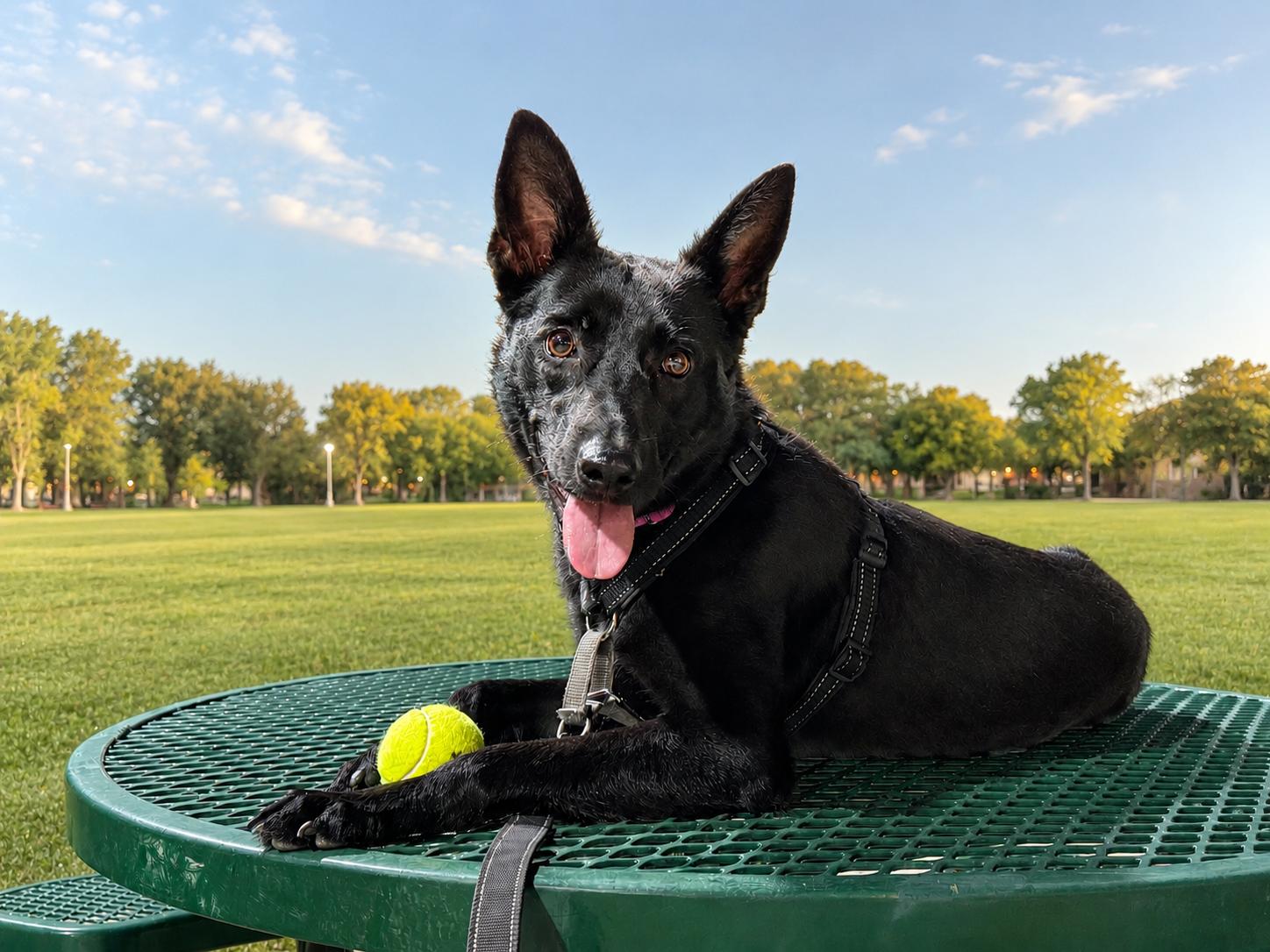 Suni, Adoptable, Young Female Dutch Shepherd & Belgian Shepherd / Malinois.