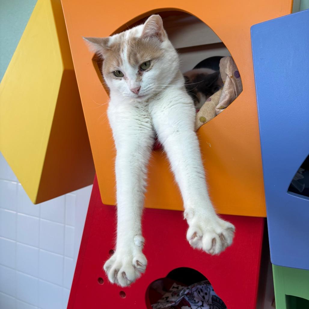 Bonnie, Adoptable, Adult Female Domestic Short Hair.