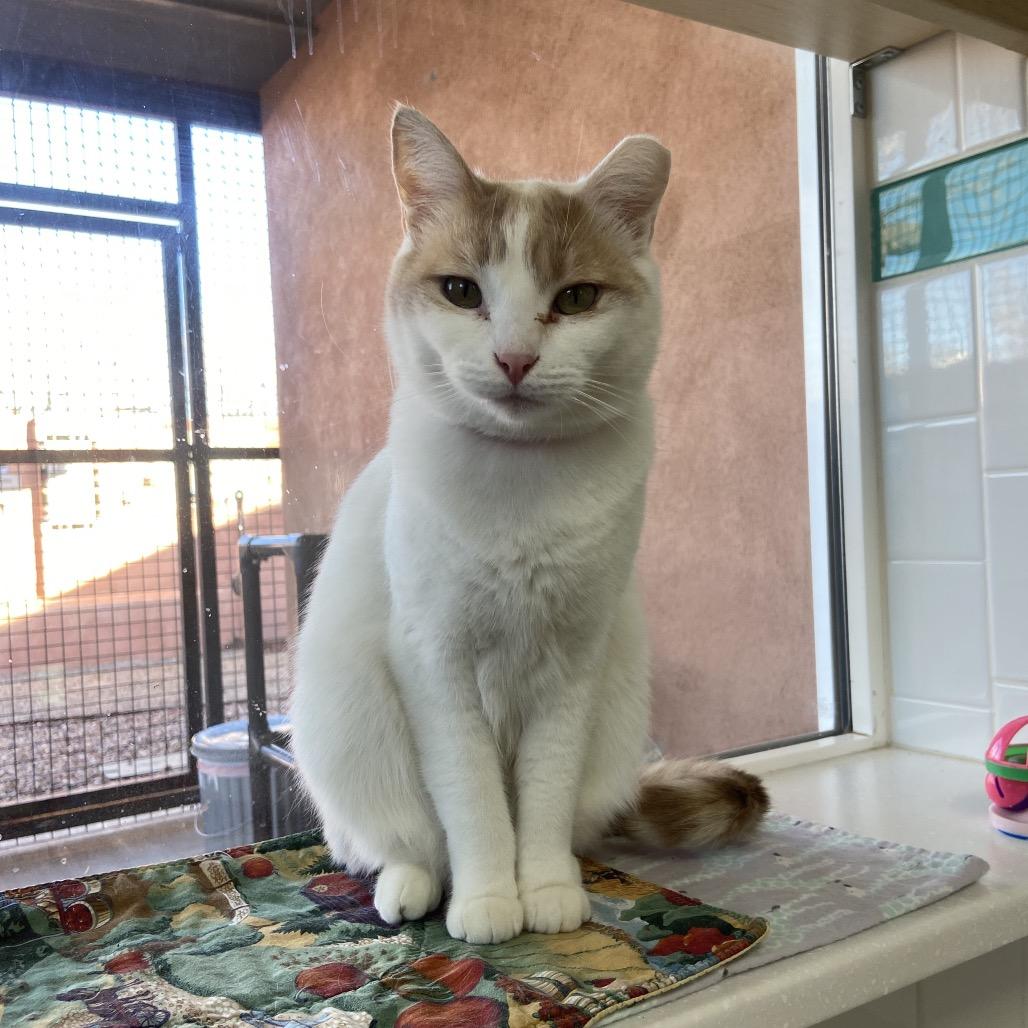 Bonnie, Adoptable, Adult Female Domestic Short Hair.