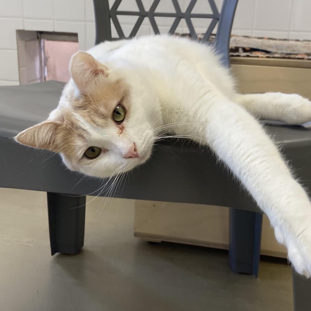 Bonnie, a Adoptable Domestic Short Hair in Albuquerque, NM image 3/4