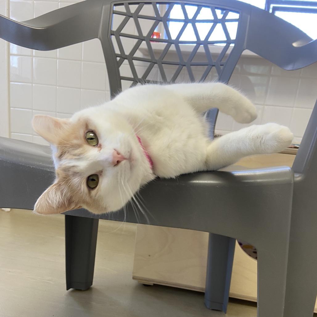 Bonnie, a Adoptable Domestic Short Hair in Albuquerque, NM image 4/4