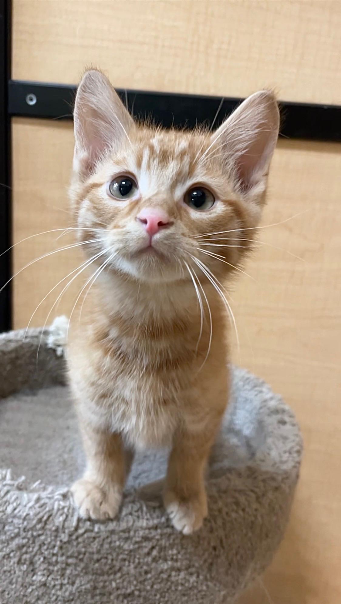 Dieter, ADOPTABLE, Kitten Male Domestic Short Hair.