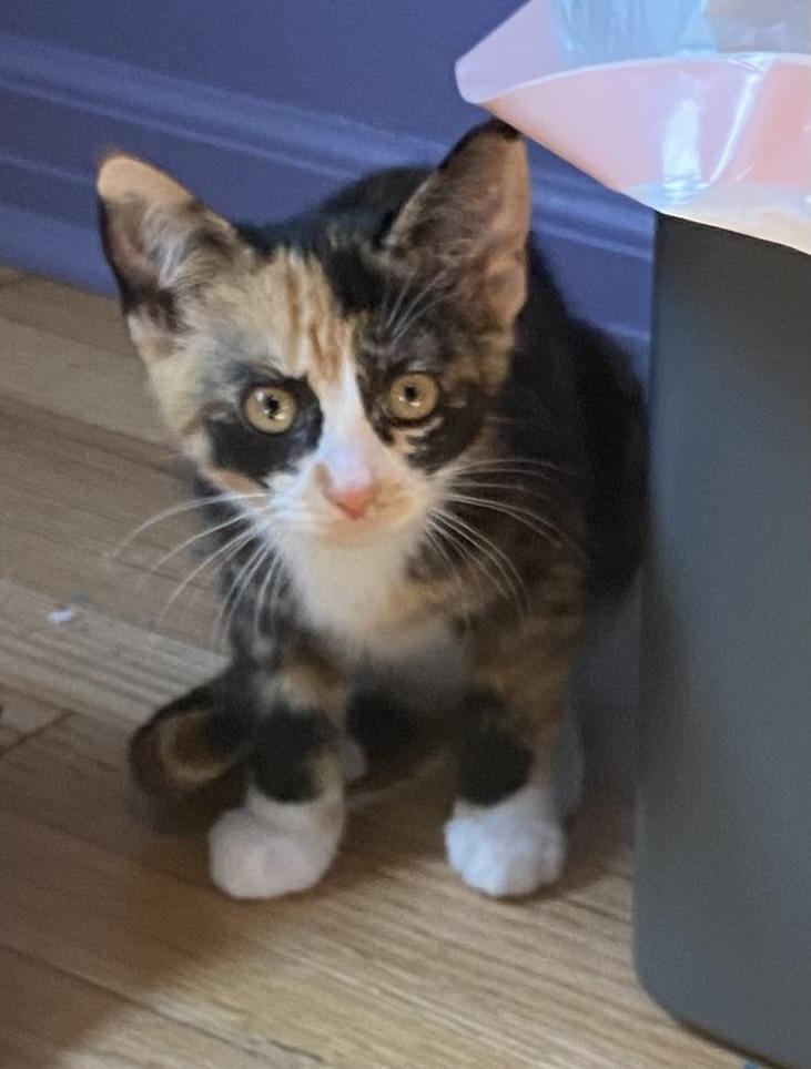 Pecan, ADOPTABLE, Kitten Female Domestic Short Hair.