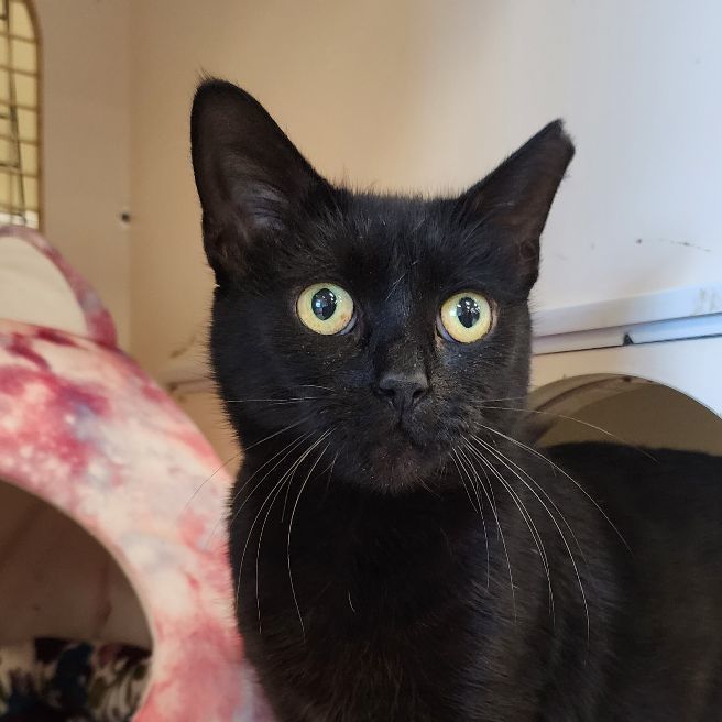 Enlarge Elvira SB 1021, a Adoptable Domestic Medium Hair in West Bloomfield, MI image 1/6