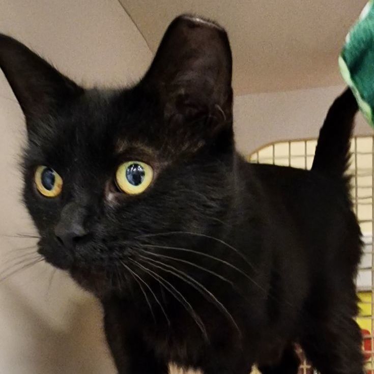 Enlarge Elvira SB 1021, a Adoptable Domestic Medium Hair in West Bloomfield, MI image 2/6