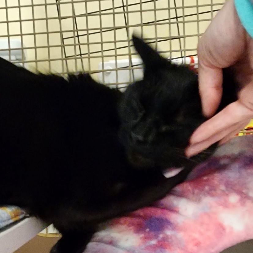 Enlarge Elvira SB 1021, a Adoptable Domestic Medium Hair in West Bloomfield, MI image 3/6