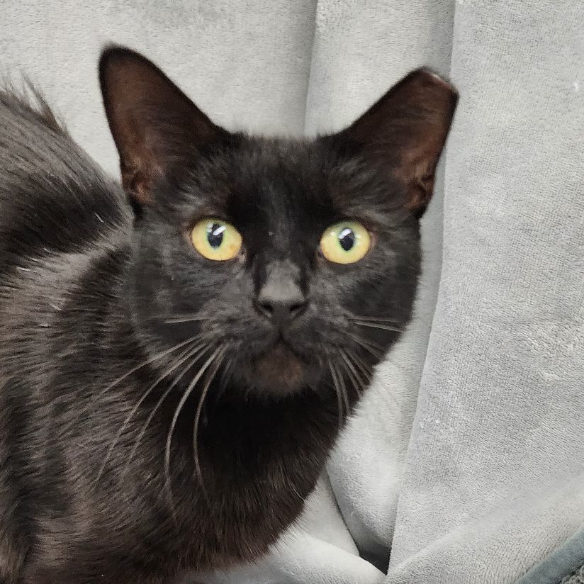 Enlarge Elvira SB 1021, a Adoptable Domestic Medium Hair in West Bloomfield, MI image 4/6